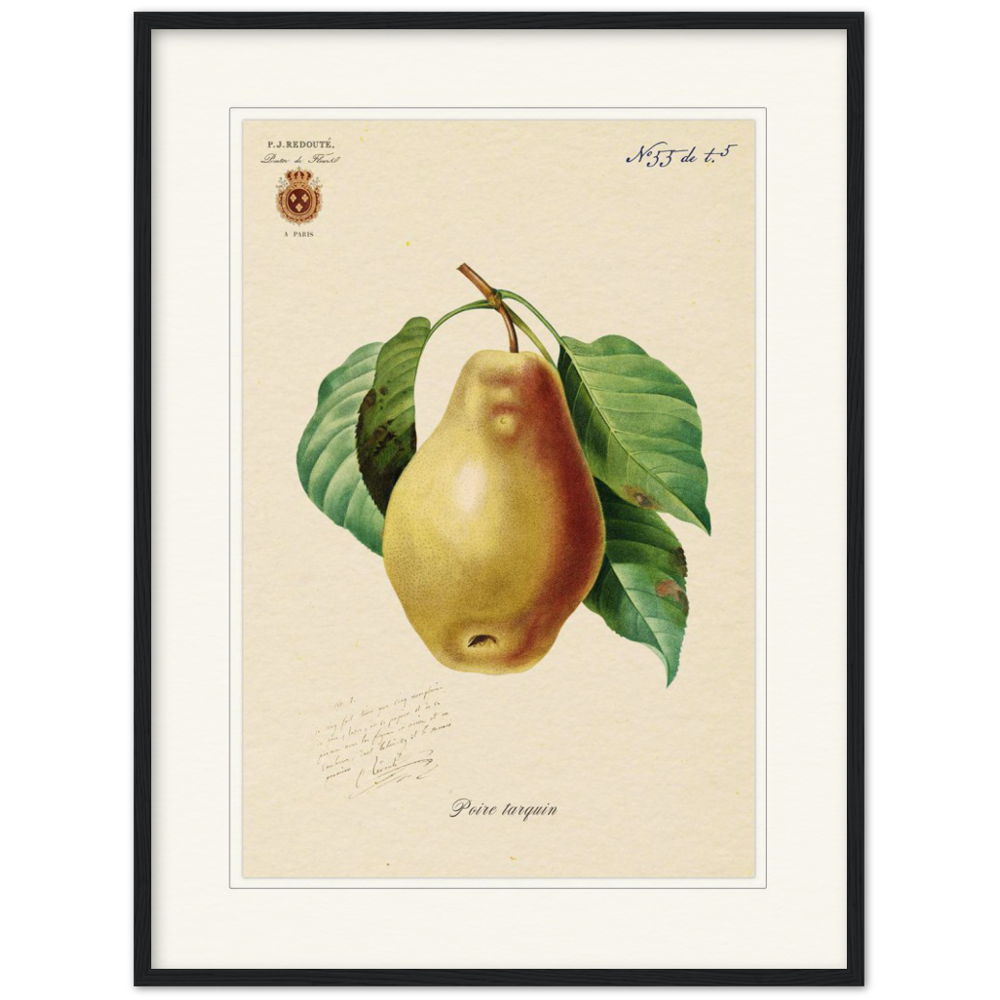 Tarquin Pear