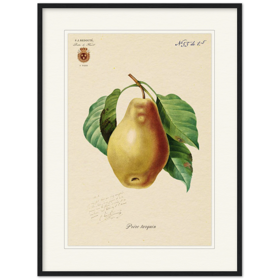 Tarquin Pear