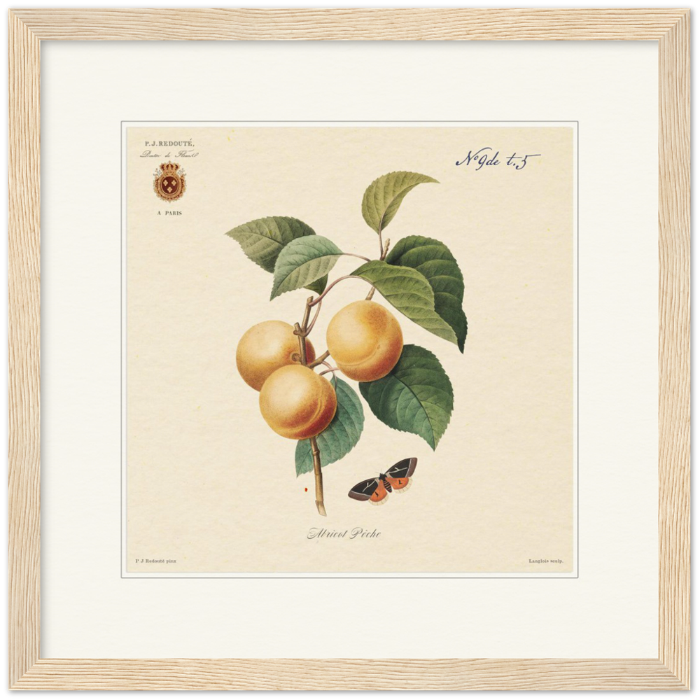 Apricot-Peaches by Redouté, 1824 (édition classique)