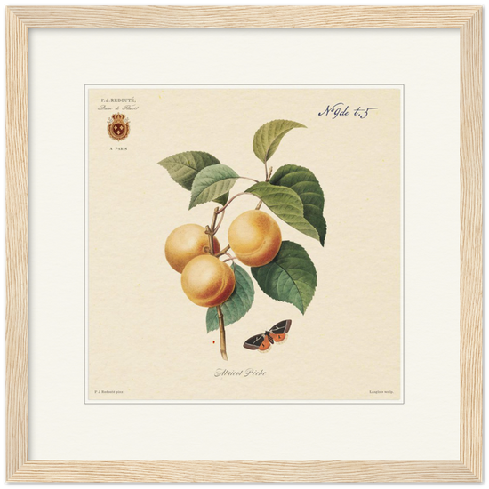 Apricot-Peaches by Redouté, 1824 (édition classique)