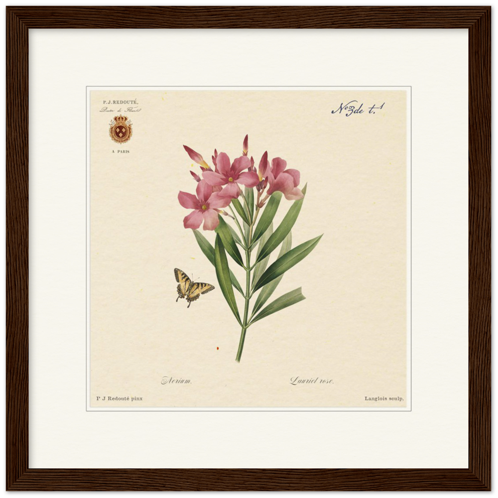 Oleander flowers by Redouté, édition classique