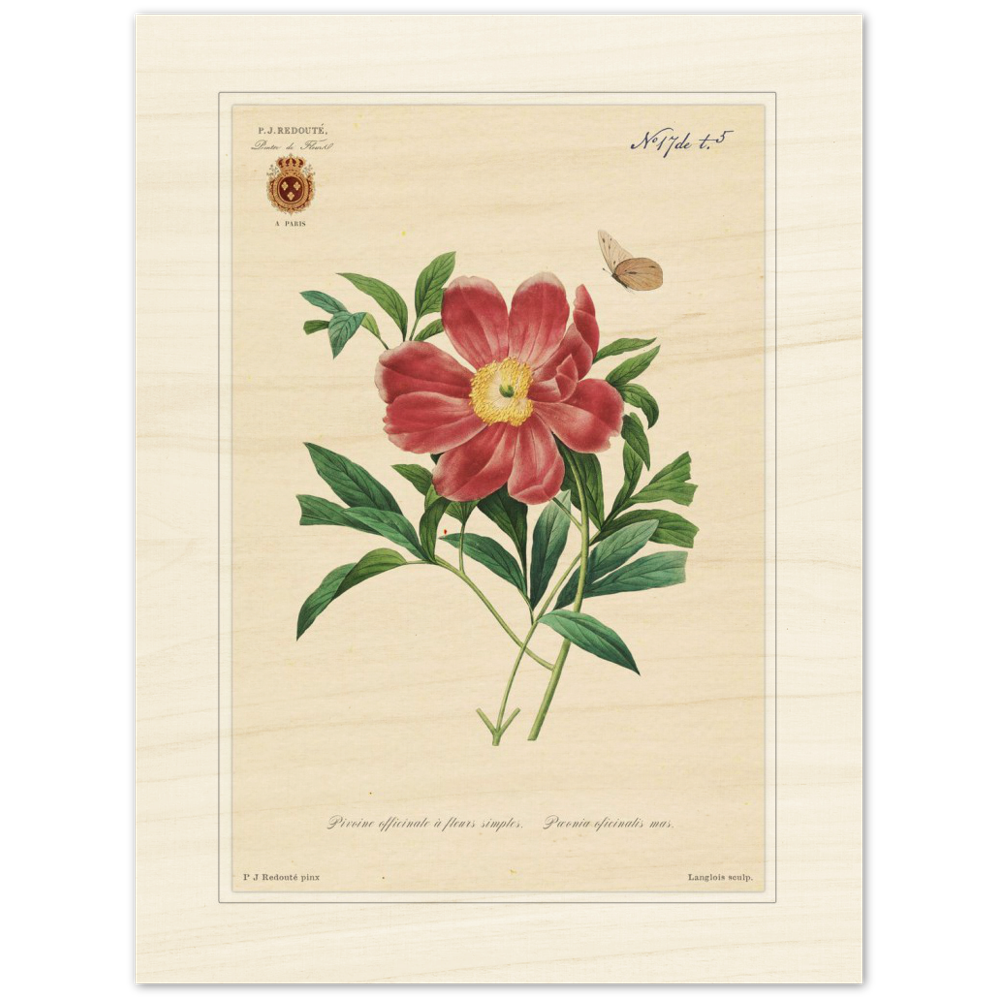 Peony by Redouté, 1827 (édition classique)