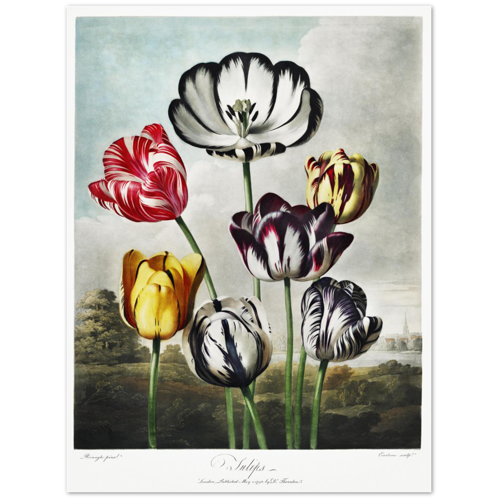 The Tulips by R.J. Thornton, 1807
