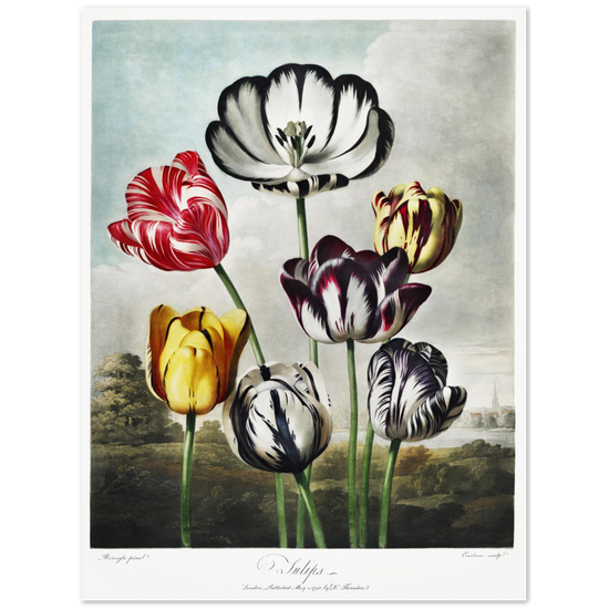 The Tulips by R.J. Thornton, 1807