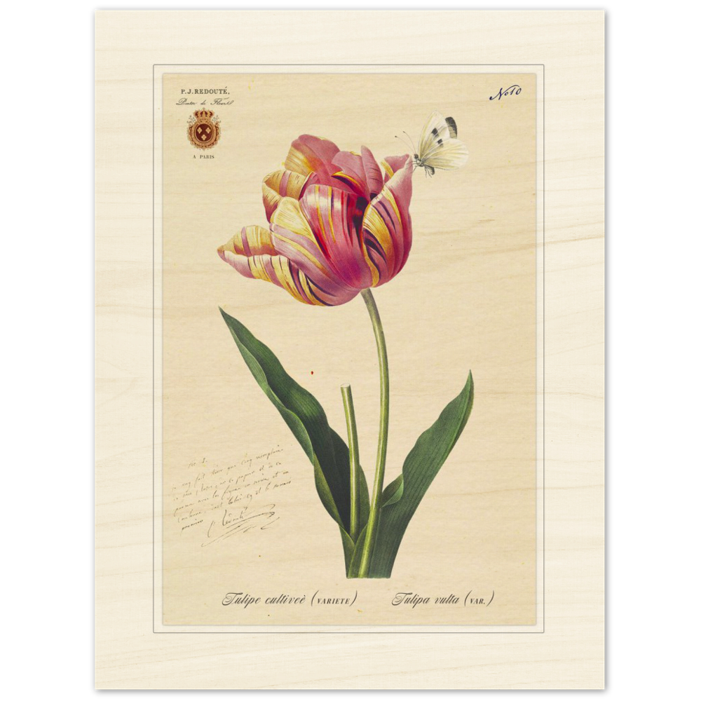 Triumph Tulip Pic