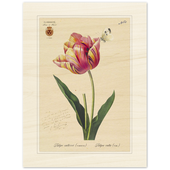 Triumph Tulip Pic