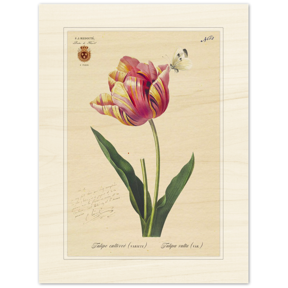 Triumph Tulip Pic