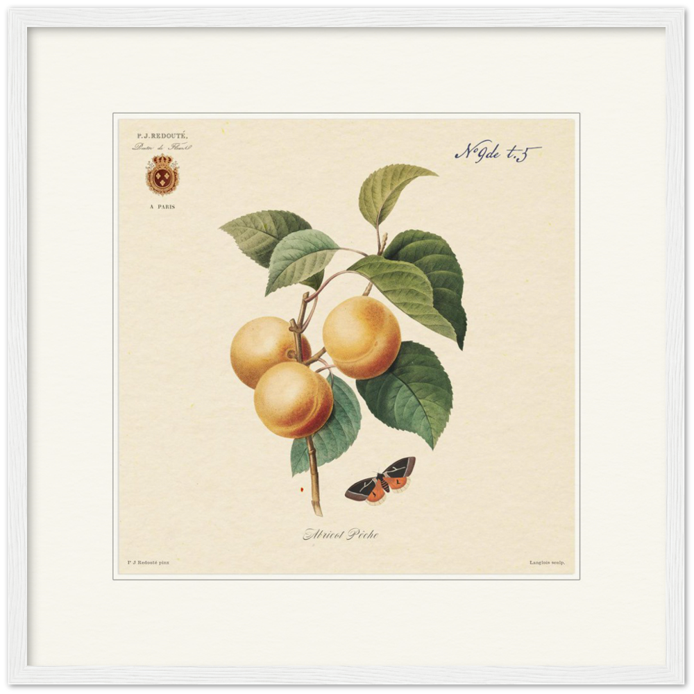 Apricot-Peaches by Redouté, 1824 (édition classique)