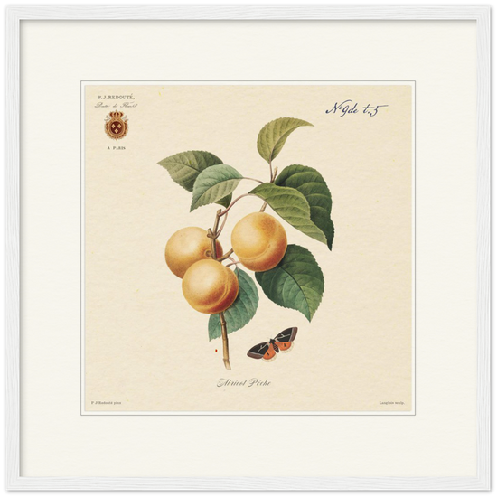 Apricot-Peaches by Redouté, 1824 (édition classique)