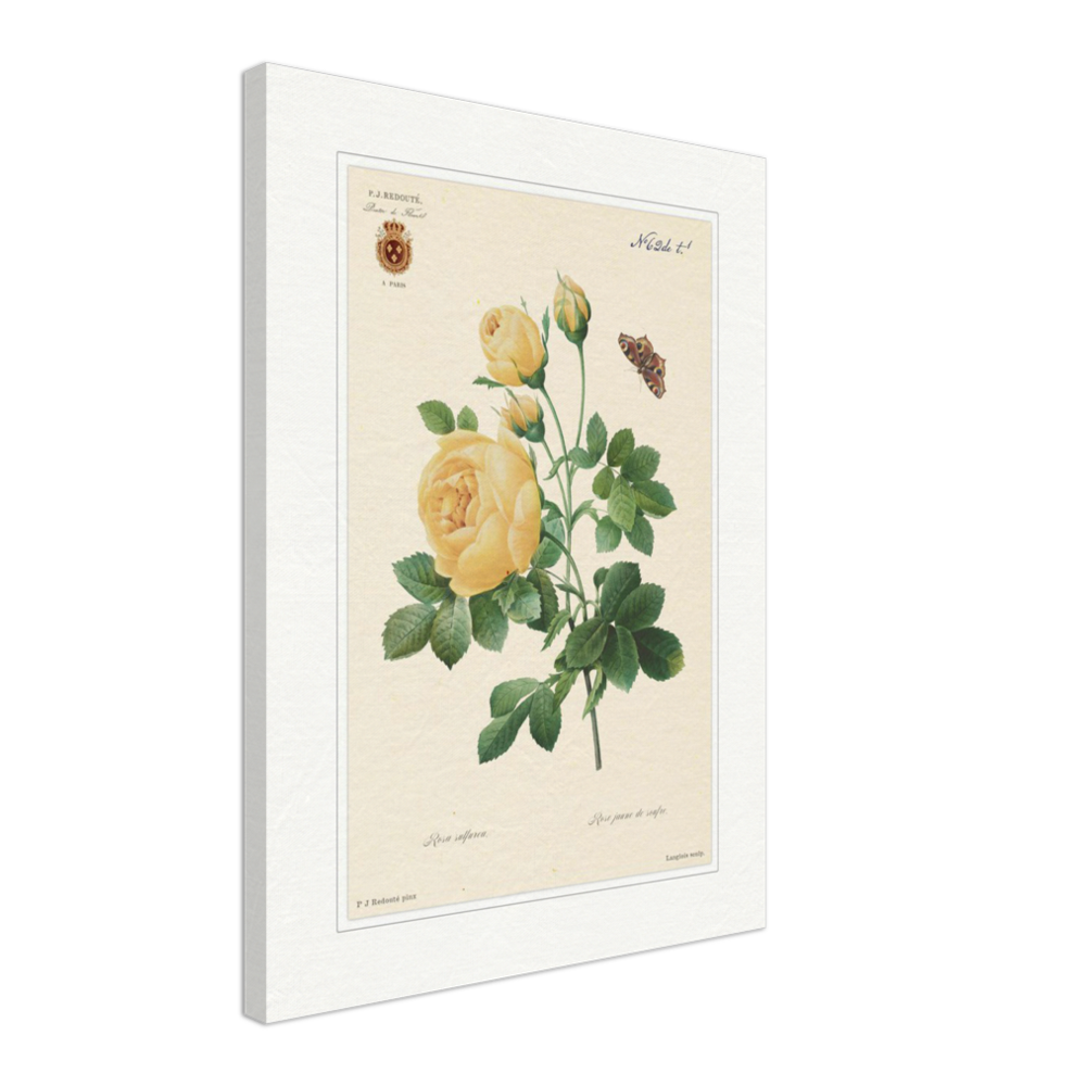 Yellow rose by Langlois and Redouté (édition classique)