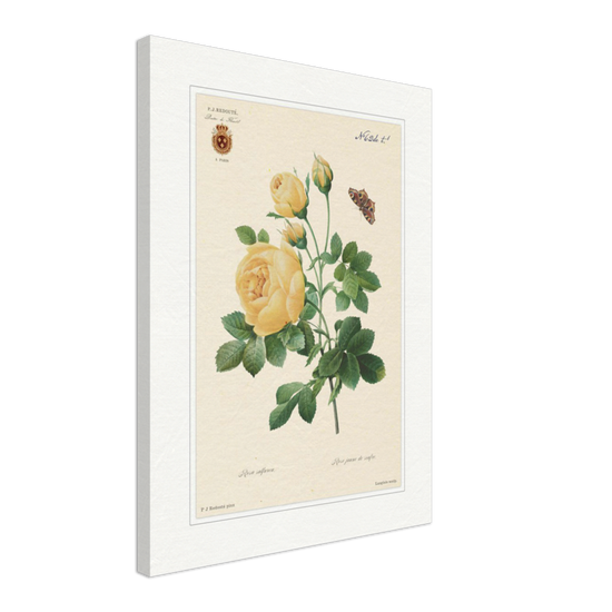 Yellow rose by Langlois and Redouté (édition classique)