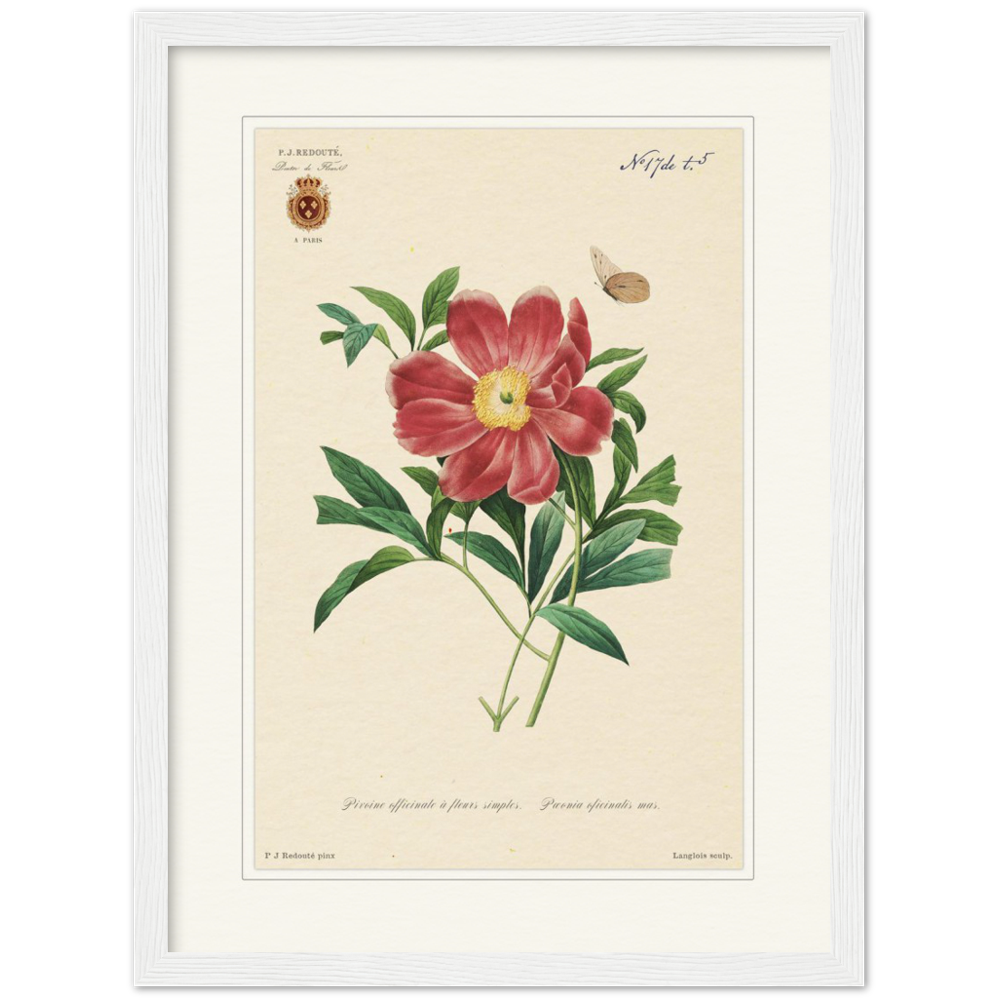 Peony by Redouté, 1827 (édition classique)
