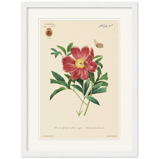 Peony by Redouté, 1827 (édition classique)