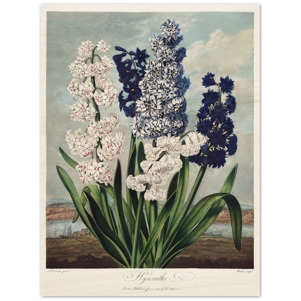 Hyacinths by R.J. Thornton, 1807