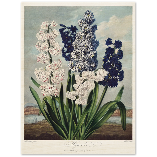 Hyacinths by R.J. Thornton, 1807