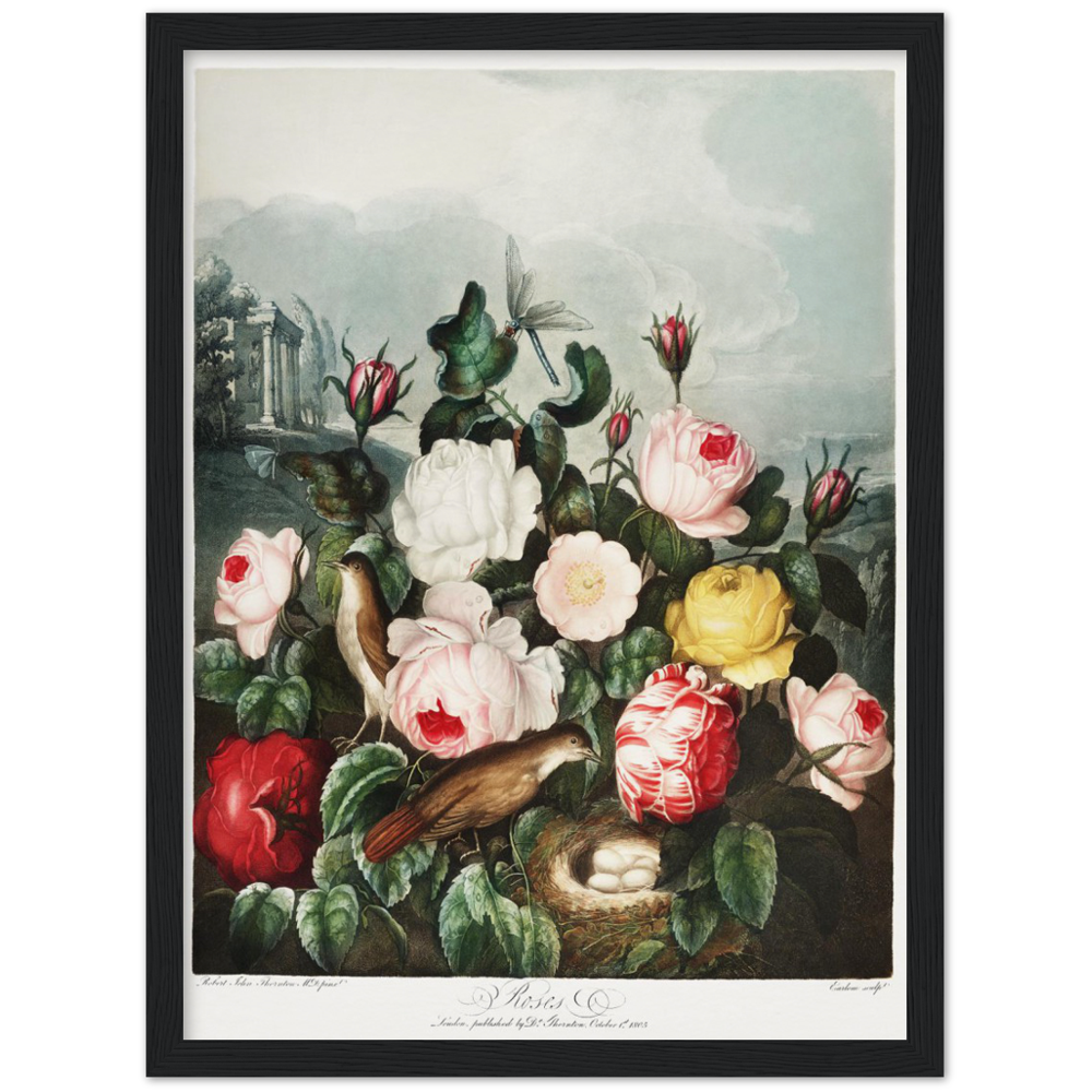 The Roses by R.J. Thornton, 1807