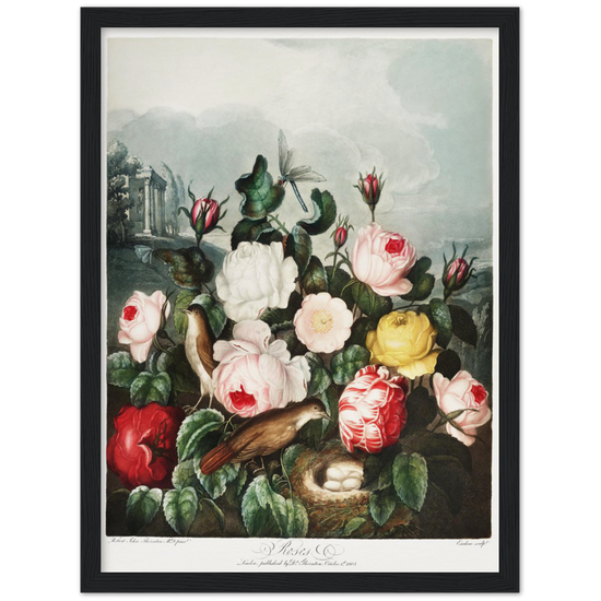 The Roses by R.J. Thornton, 1807