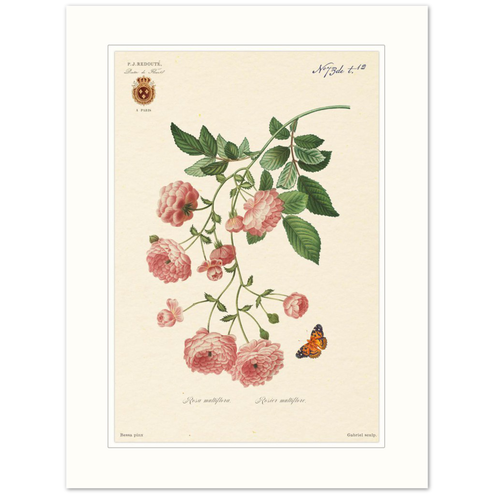 Pierre-Joseph Redouté, floral, flowers, art, wall art, flower prints, botanical, illustration, plants, roses