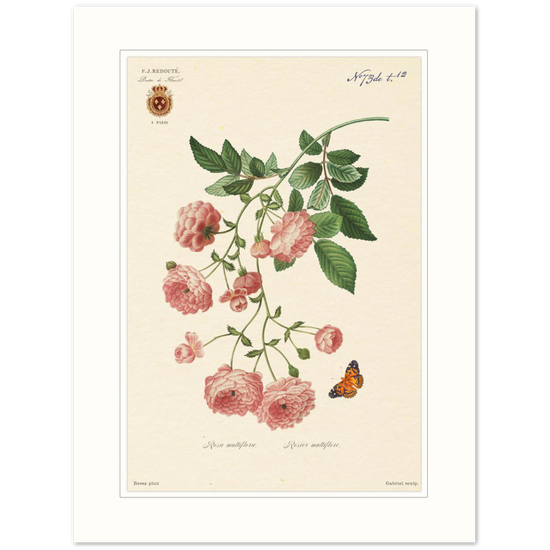 Pierre-Joseph Redouté, floral, flowers, art, wall art, flower prints, botanical, illustration, plants, roses