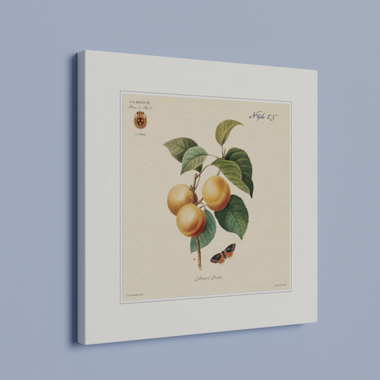 Apricot-Peaches by Redouté, 1824 (édition classique)