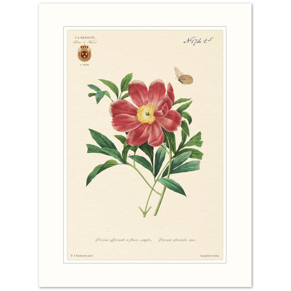 Peony by Redouté, 1827 (édition classique)