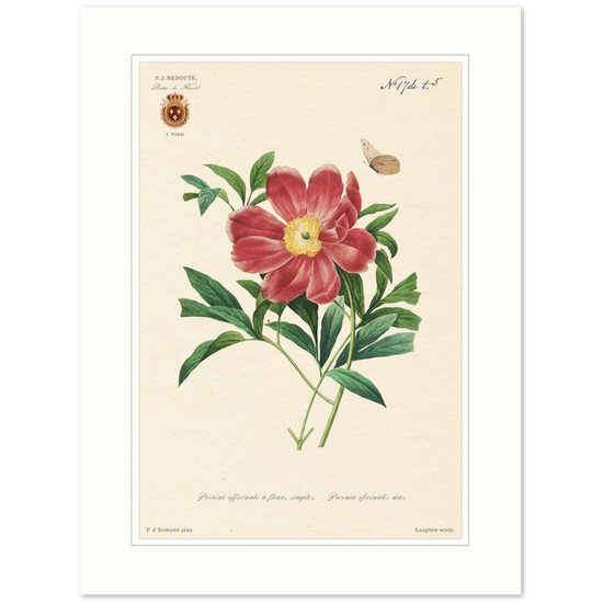 Peony by Redouté, 1827 (édition classique)