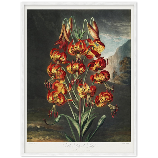 The Superb Lily by R.J. Thornton, 1807
