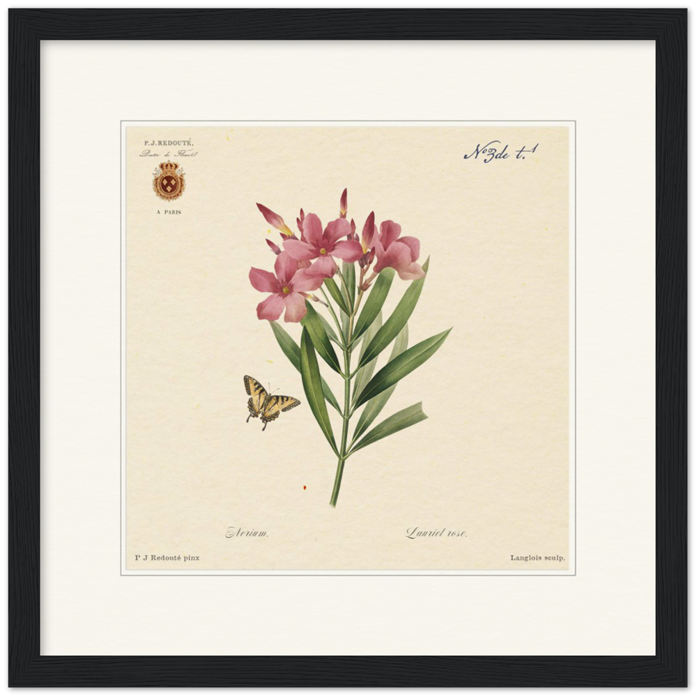 Oleander flowers by Redouté, édition classique