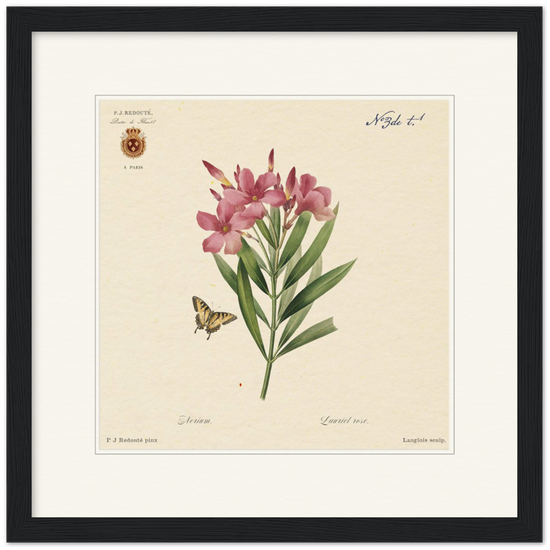 Oleander flowers by Redouté, édition classique