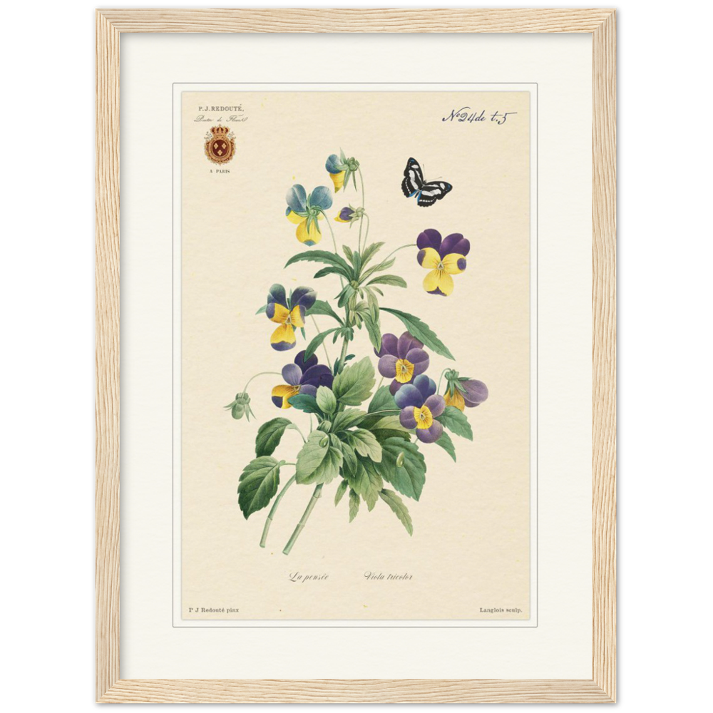 Tricolor viola by Redouté, 1834 (édition classique)