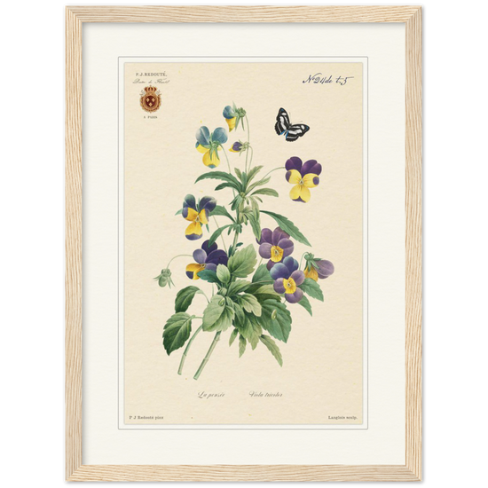 Tricolor viola by Redouté, 1834 (édition classique)