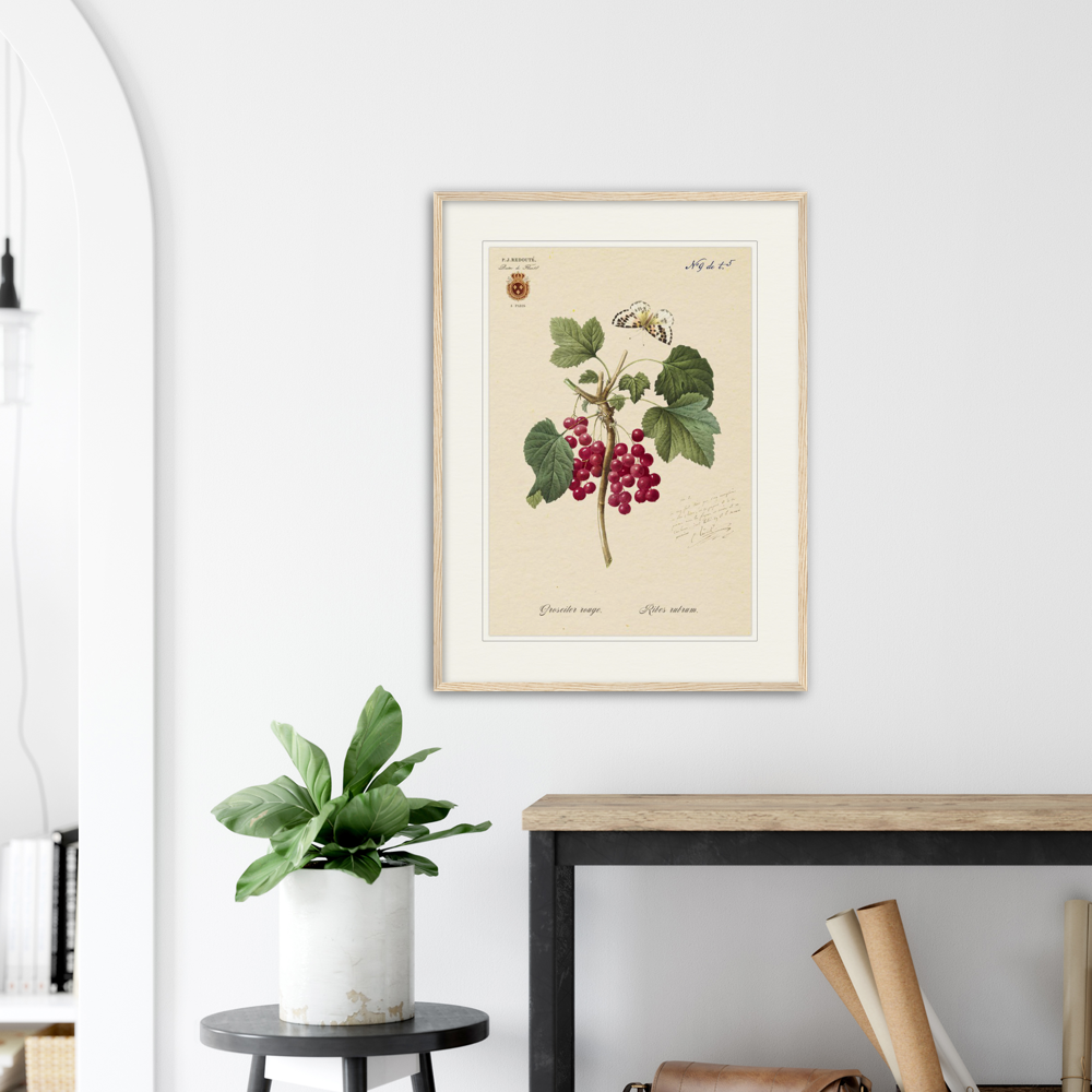 Red currant by Redoute, 1827 (édition classique)