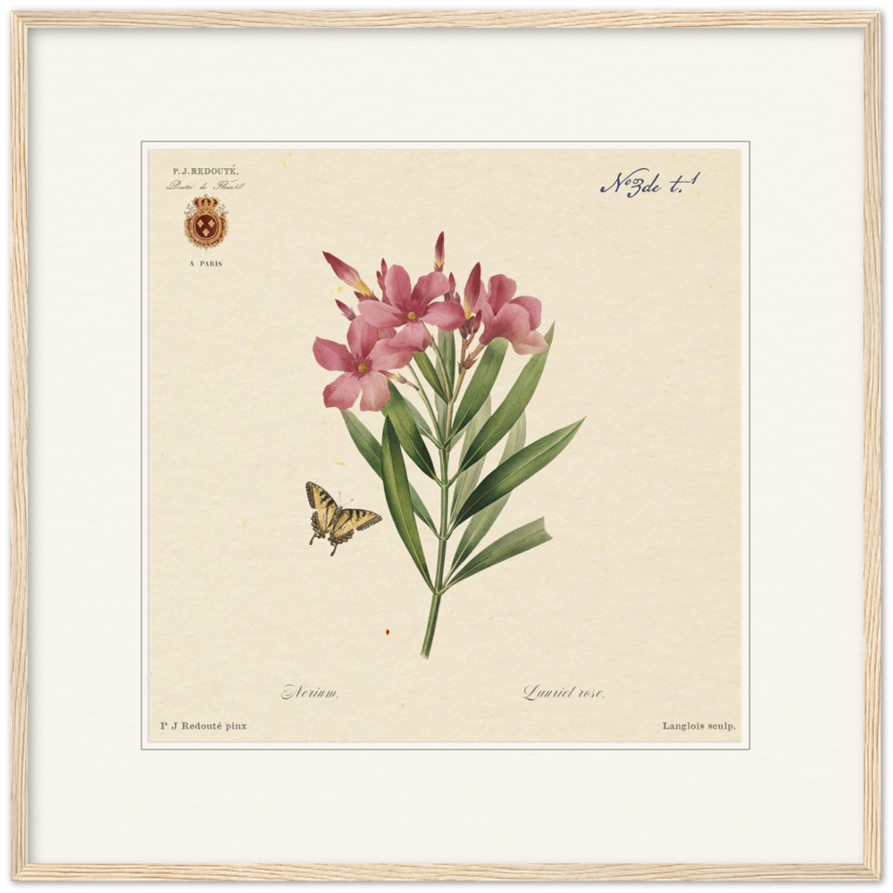 Oleander flowers by Redouté, édition classique