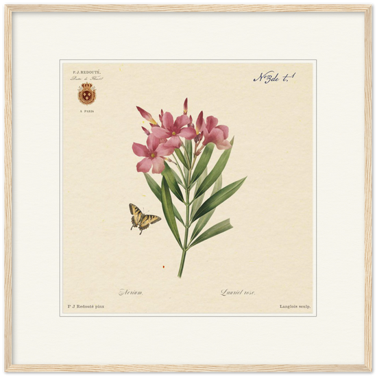 Oleander flowers by Redouté, édition classique