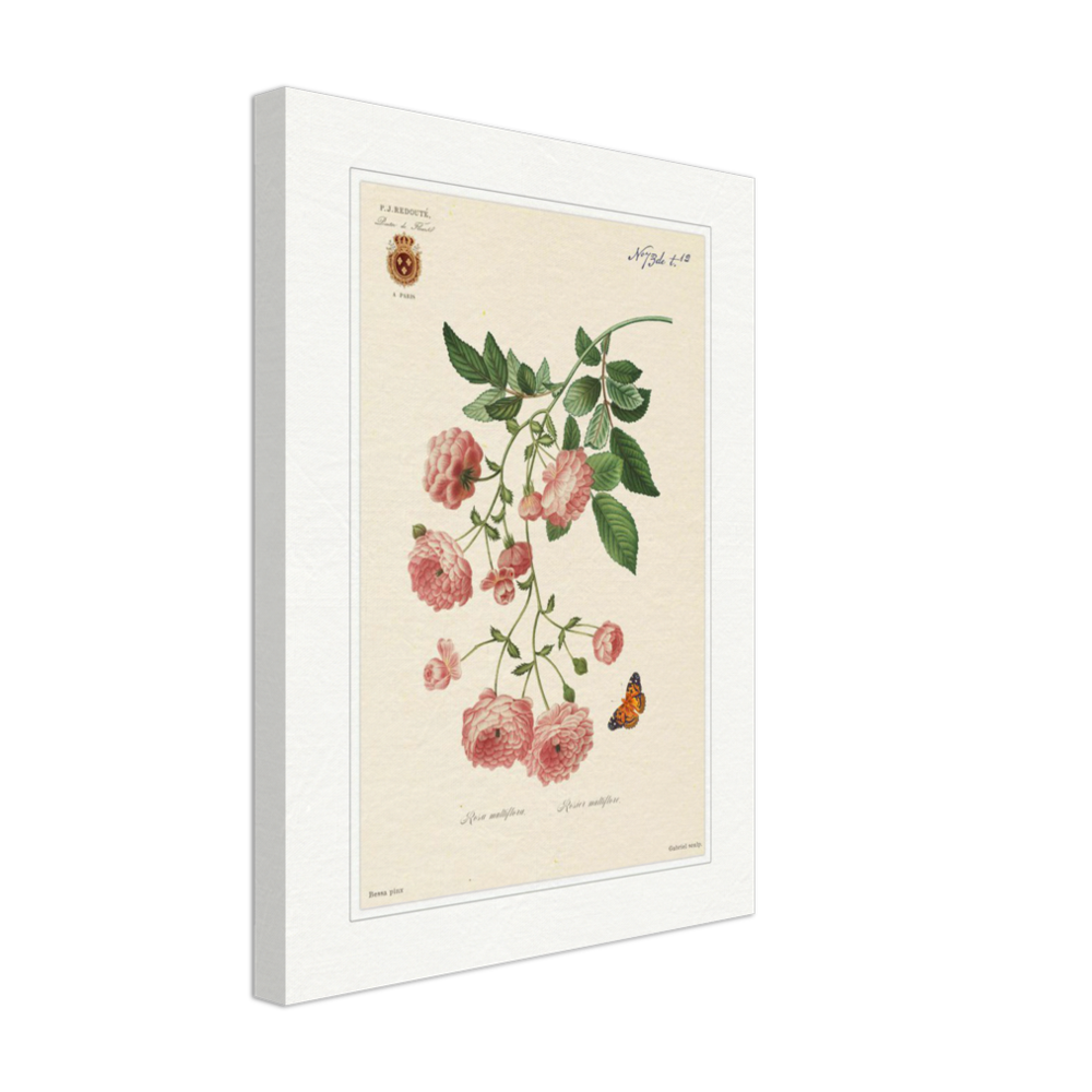 Pierre-Joseph Redouté, floral, flowers, art, wall art, flower prints, botanical, illustration, plants, roses