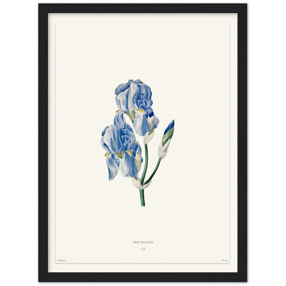 Pale iris, 1827 (édition blanc)