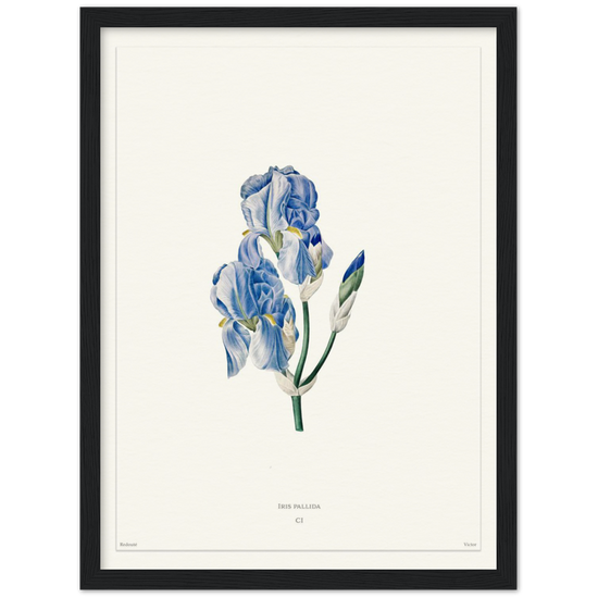 Pale iris, 1827 (édition blanc)