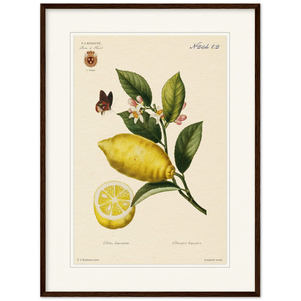 Lemon by Redouté, 1834 (édition classique)
