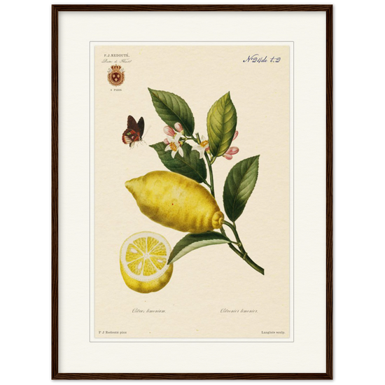 Lemon by Redouté, 1834 (édition classique)