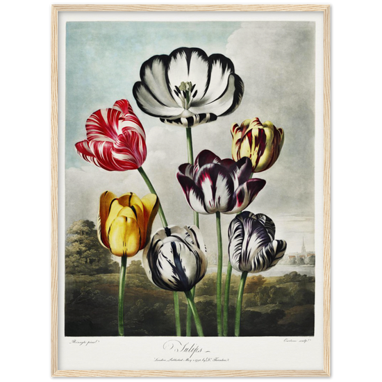 The Tulips by R.J. Thornton, 1807