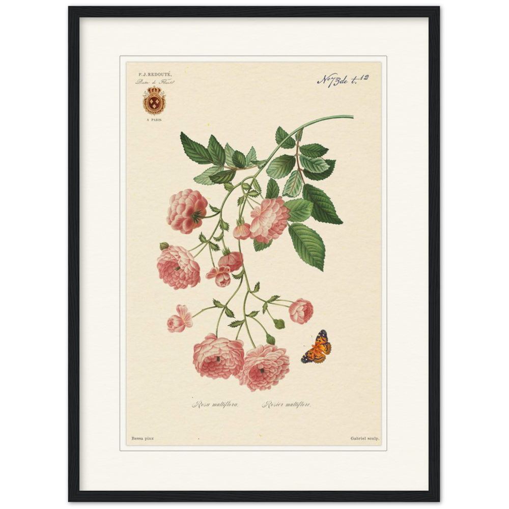 Pierre-Joseph Redouté, floral, flowers, art, wall art, flower prints, botanical, illustration, plants, roses