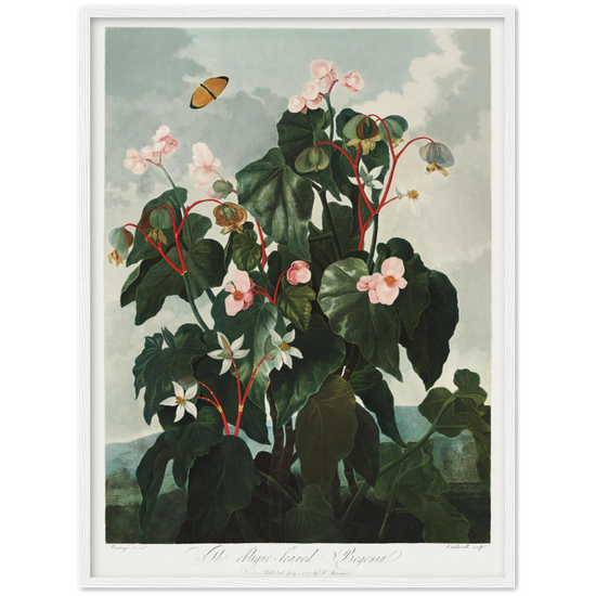 The oblique-leaved begonia by R.J. Thornton, 1807
