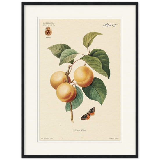 Apricot-Peaches by Redouté, 1824 (édition classique)