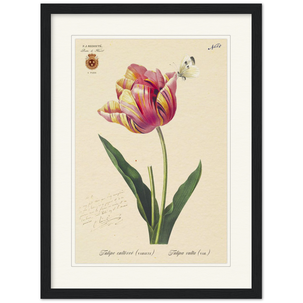 Triumph Tulip Pic