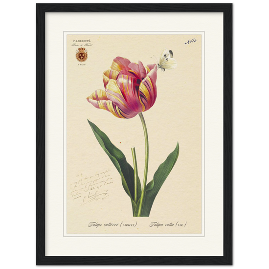 Triumph Tulip Pic