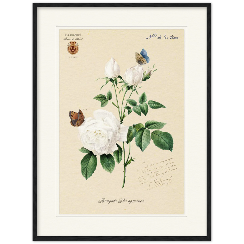 Pierre-Joseph Redouté, floral, flowers, art, wall art, flower prints, botanical, illustration, plants, roses
