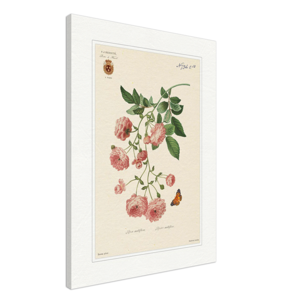 Pierre-Joseph Redouté, floral, flowers, art, wall art, flower prints, botanical, illustration, plants, roses