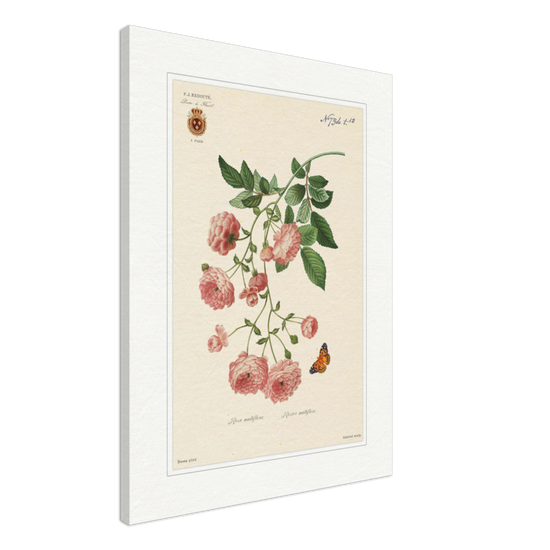 Pierre-Joseph Redouté, floral, flowers, art, wall art, flower prints, botanical, illustration, plants, roses