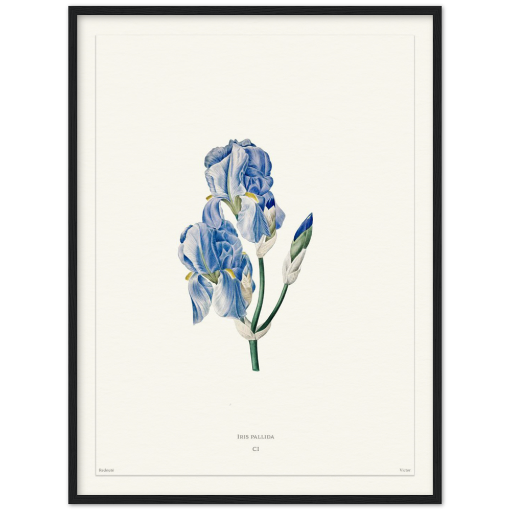 Pale iris, 1827 (édition blanc)