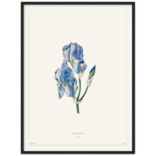 Pale iris, 1827 (édition blanc)
